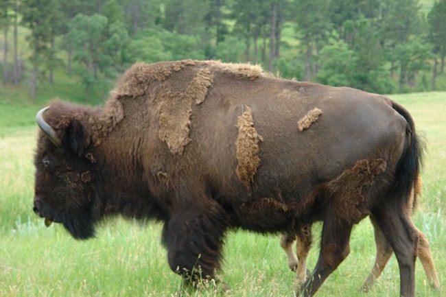 Custer Park bufalo