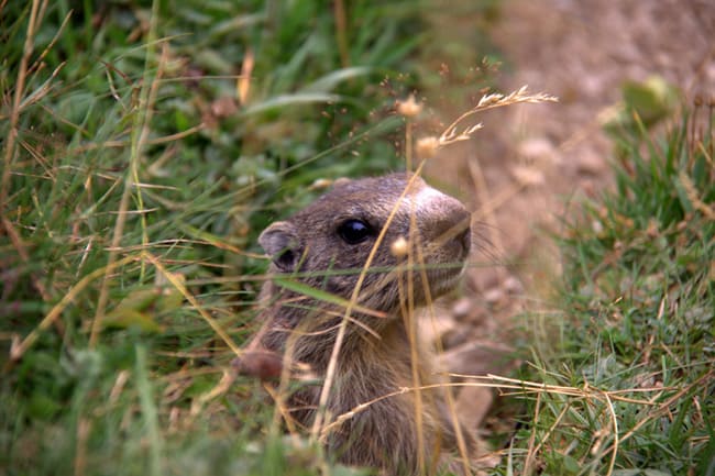 La Val di Scalve offre una natura incontaminata, ricca di flora e fauna