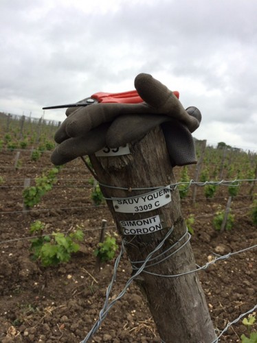 Château d'Yquem, le uve del bianco più prezioso al mondo