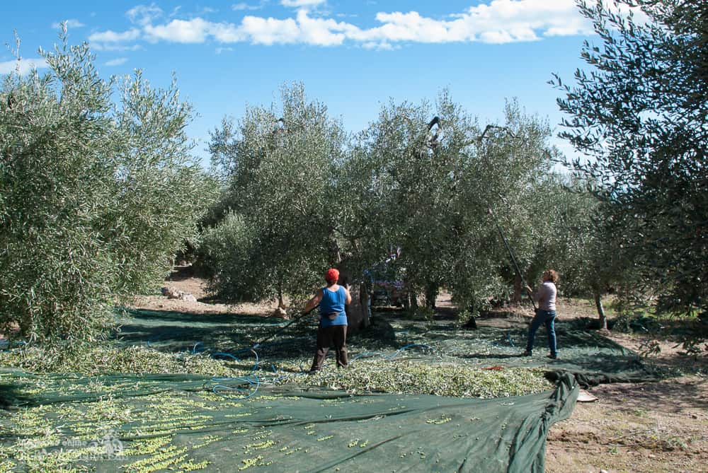 La Raccolta delle olive