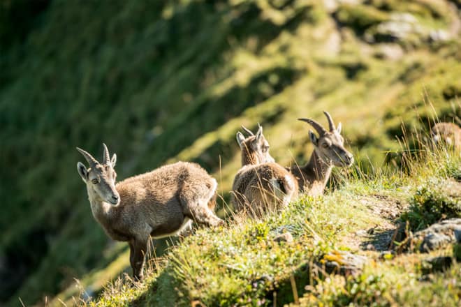 Svizzera " la natura ti rivuole "