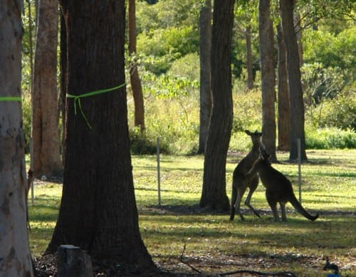 Australia, canguri