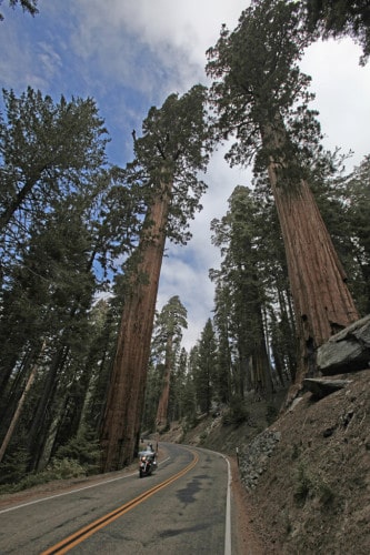 Il Sequoia National Park