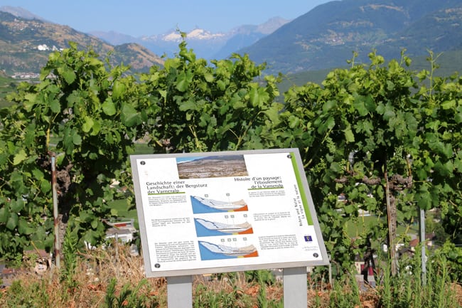 Uno degli 80 pannelli esplicativi dell'attività viticola