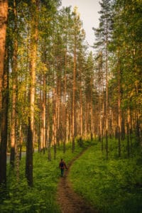 Visit Saimaa - Saimaa forest