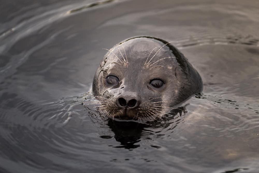 La foca del Saimaa 
